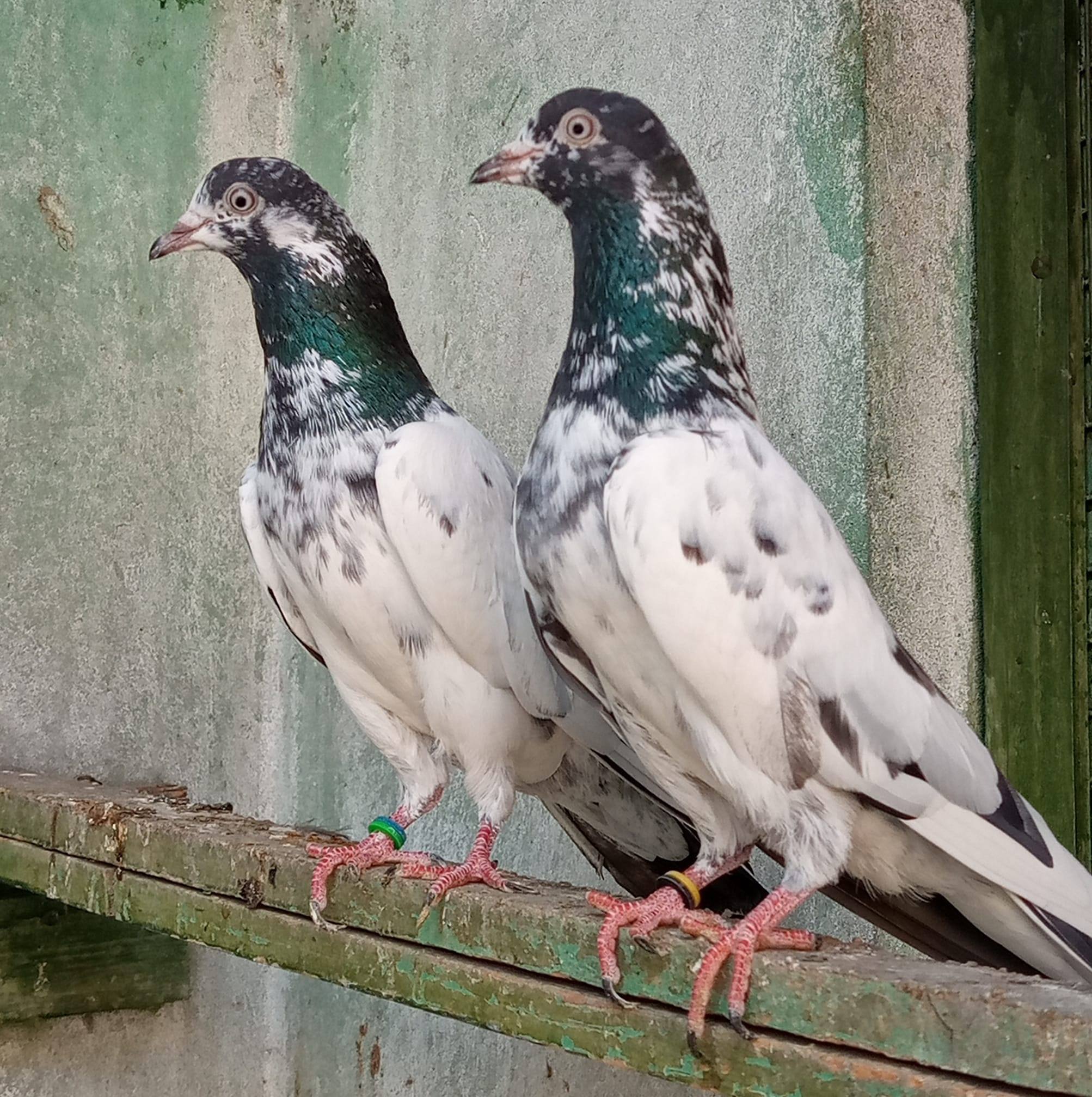 Humyon Pigeon Sale Centre