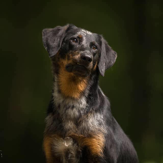 Beauceron, Bas rouge, berger de beauce