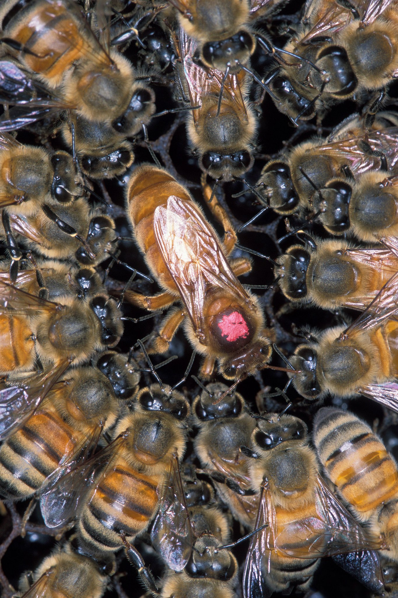 Disappearing Bees Colony Collapse Disorder: What you can do to help