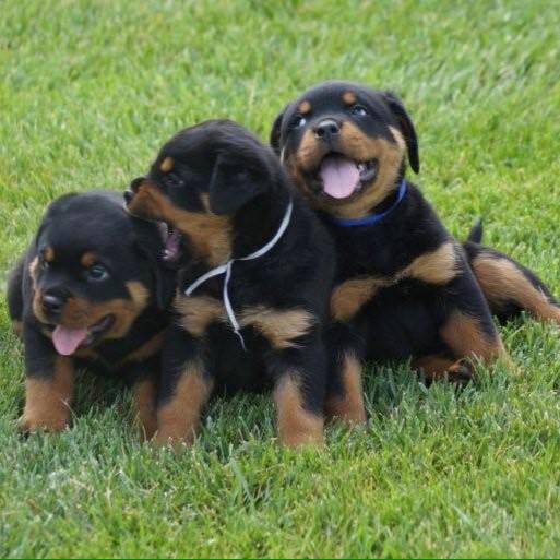 Golden Valley Europen Rottweilers | Springfield TN