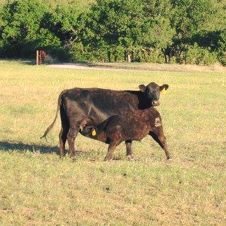Running M Ranch | Beulah CO