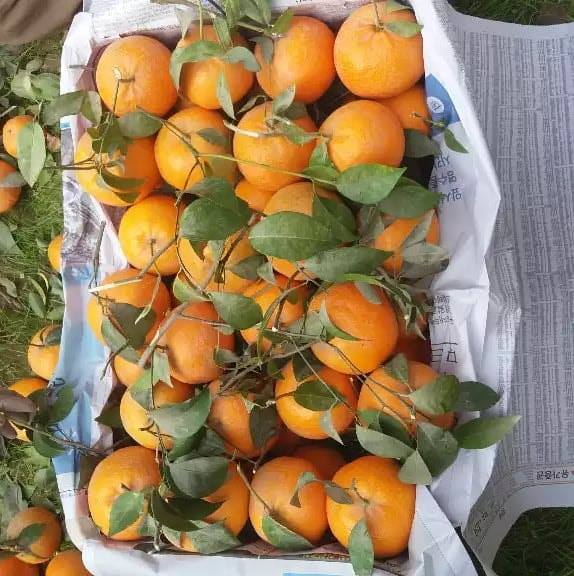 Shoukat & rasheed fruit farm