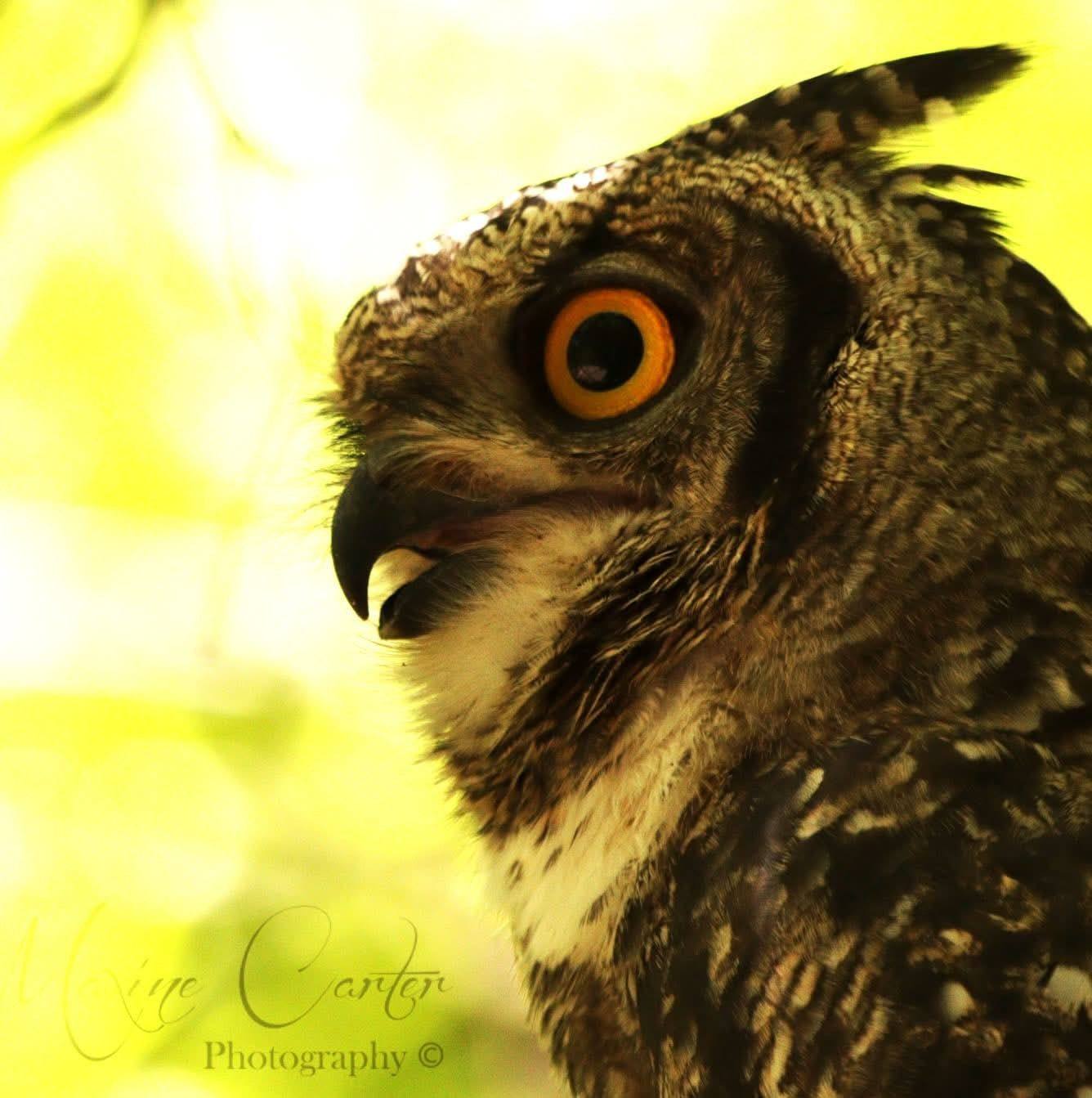 Birds & Wildlife Collection- Maxine Carter