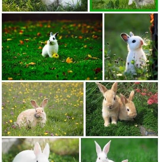 NEO Rabbits | Rosario