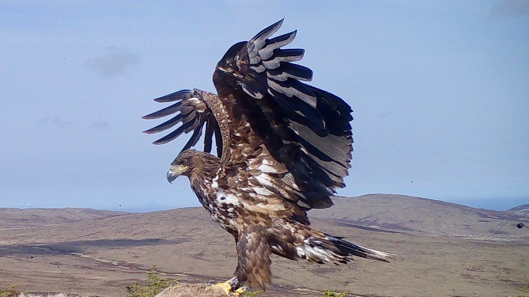 It's a blustery evening on the white-tailed eagle nest, Loki has ...