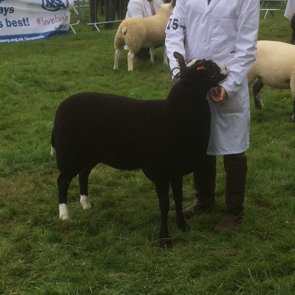 Tasley Zwartbles Shropshire | Bridgnorth