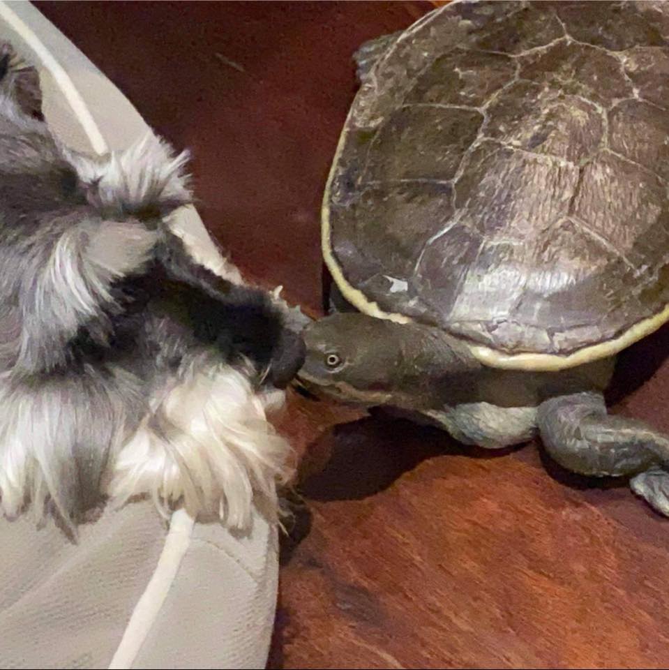 Thomas Turtle
