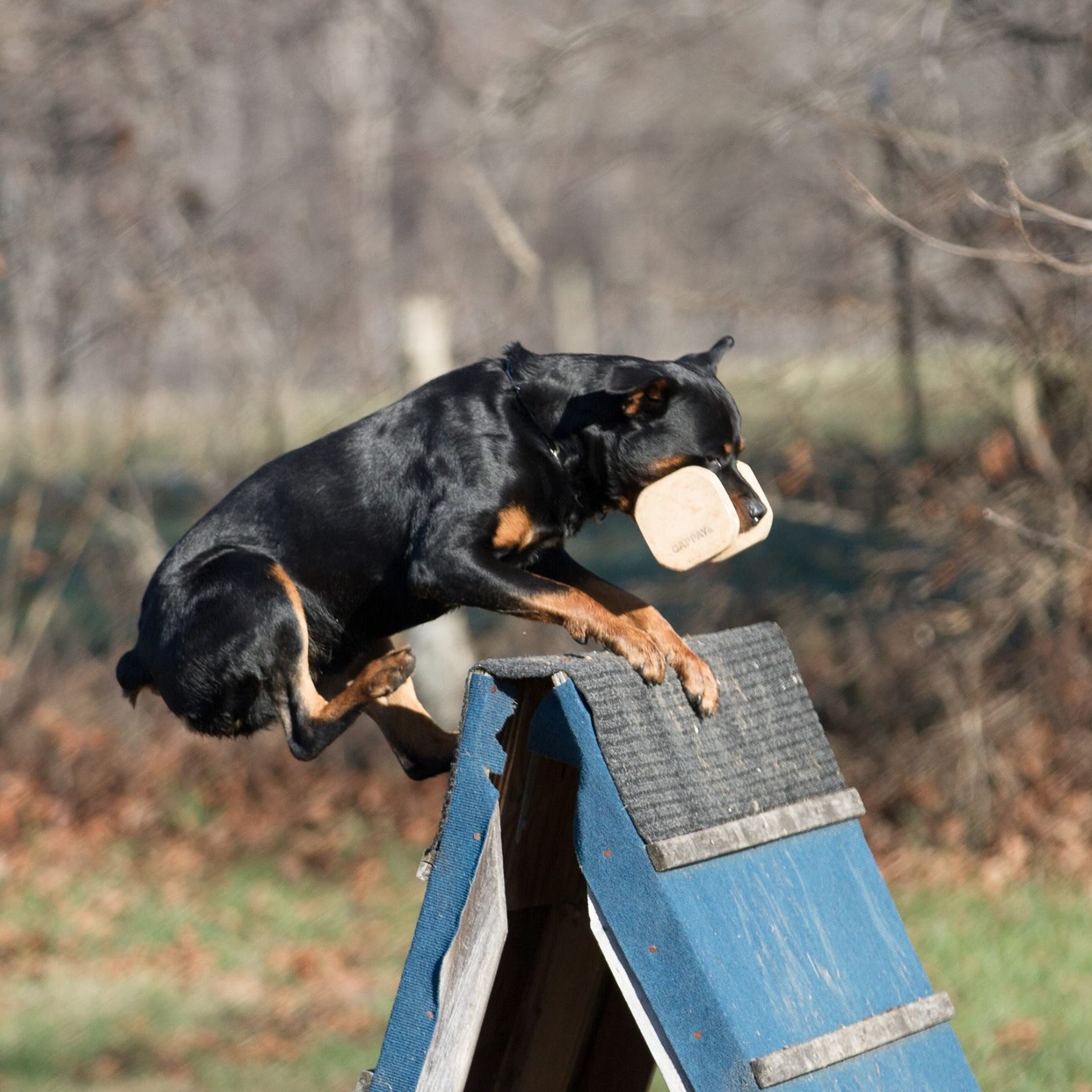 MN Working Rottweiler Association