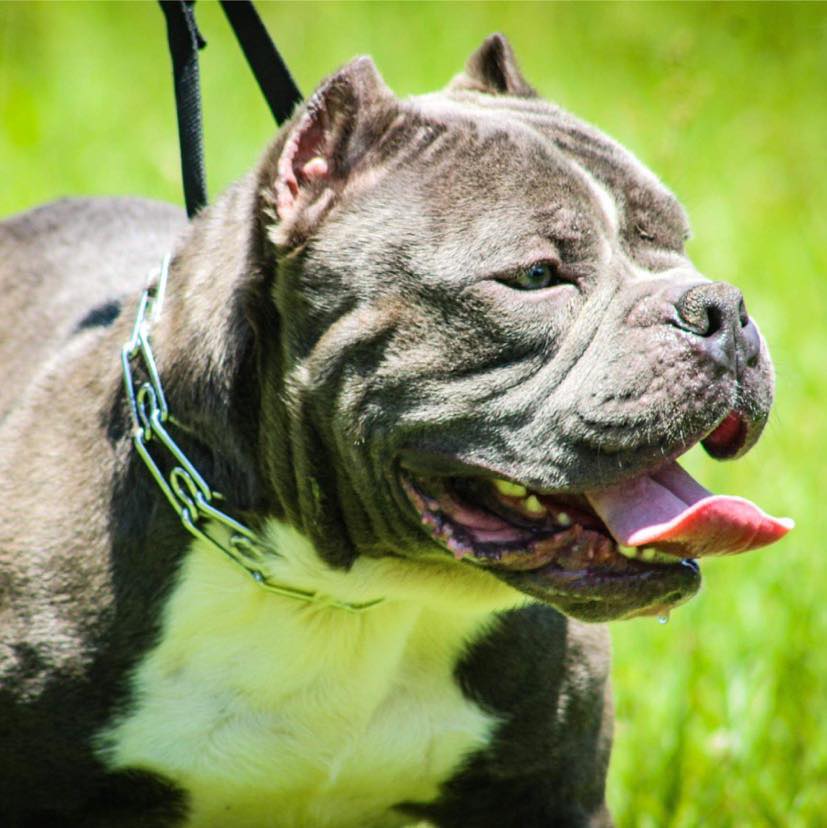 Bullz On Da Bayou | Palmetto LA