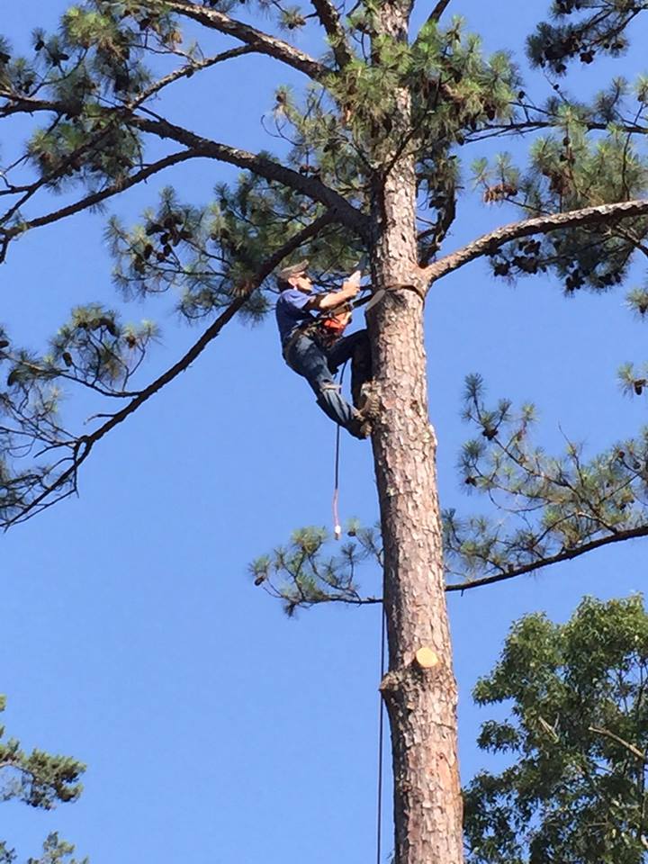 Harris - We are professional tree surgeon's. WeTake down, dead, dying ...