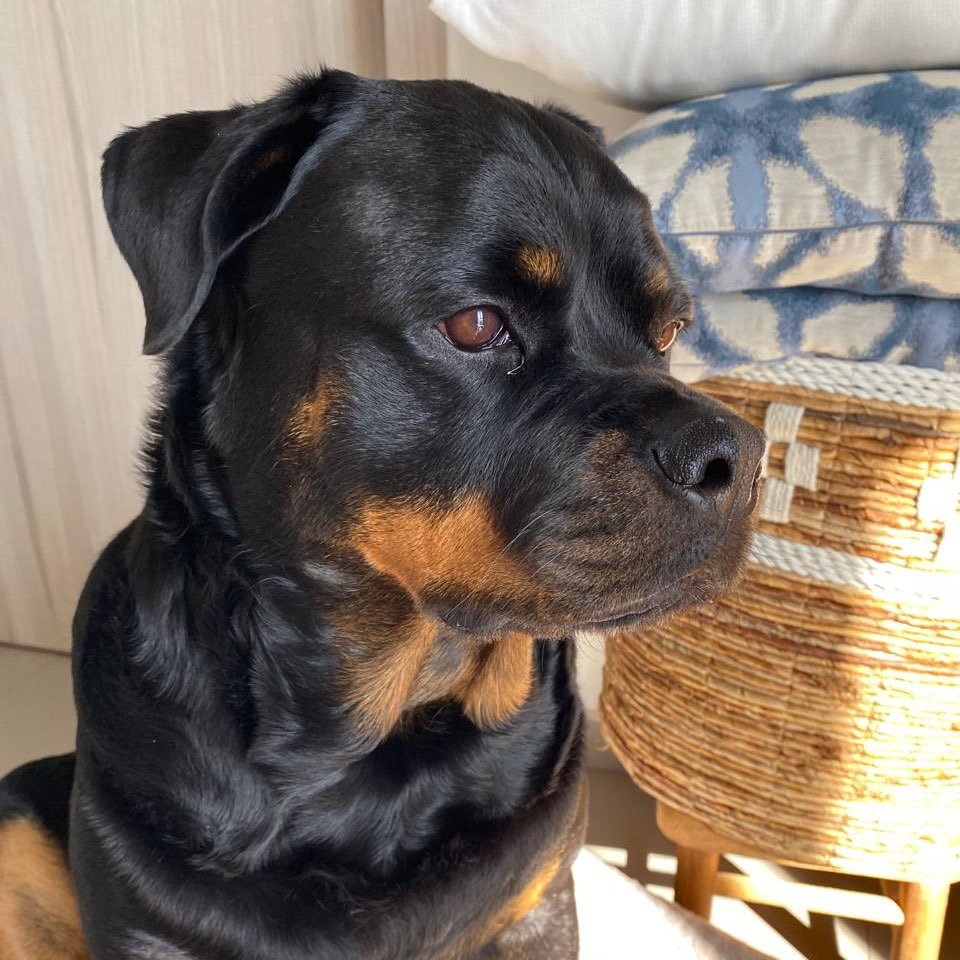 Phoebe Rottweiler on Reels