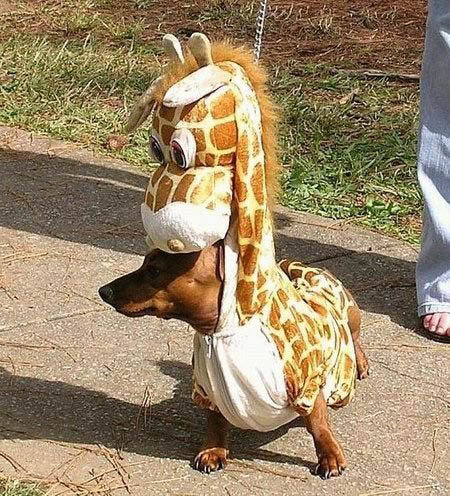 dogz rule