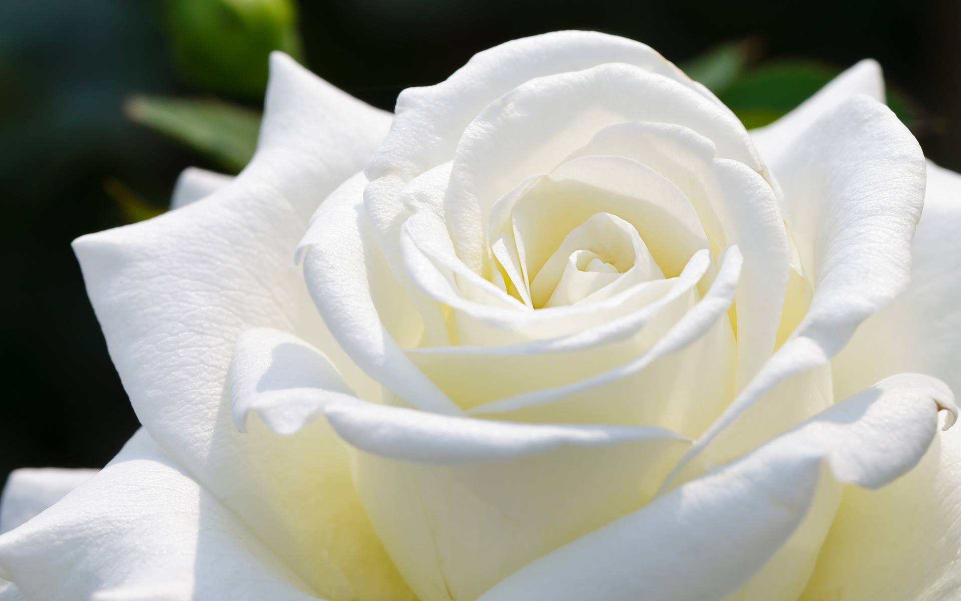White Rose (@White.Rose.Oficial) • Facebook