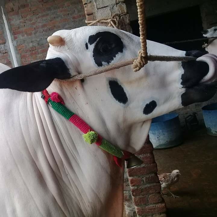 Dera Sheikh Usman & Raja Asad | Rawalpindi
