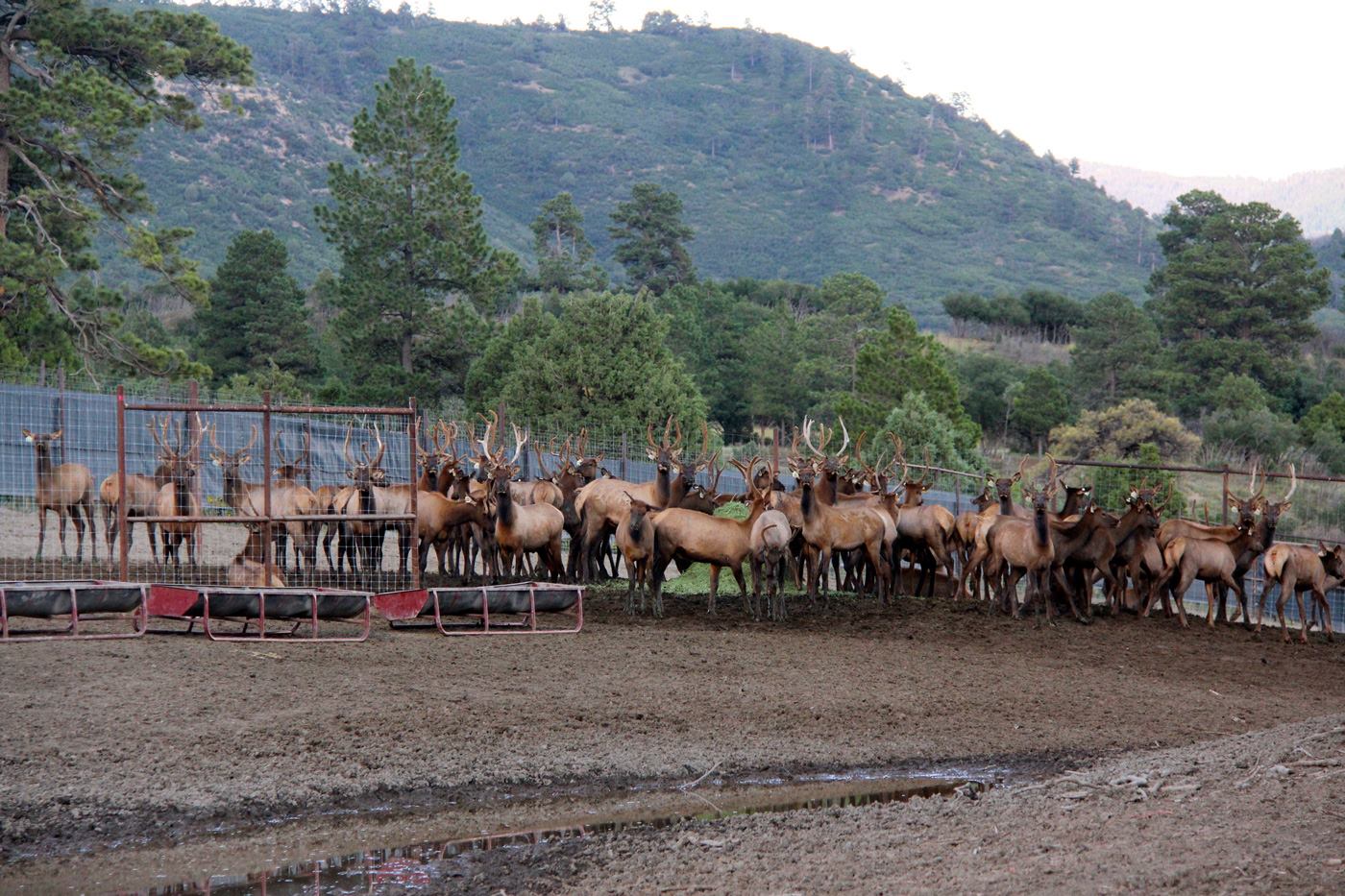 Evergreen Elk Rentals | Evergreen CO