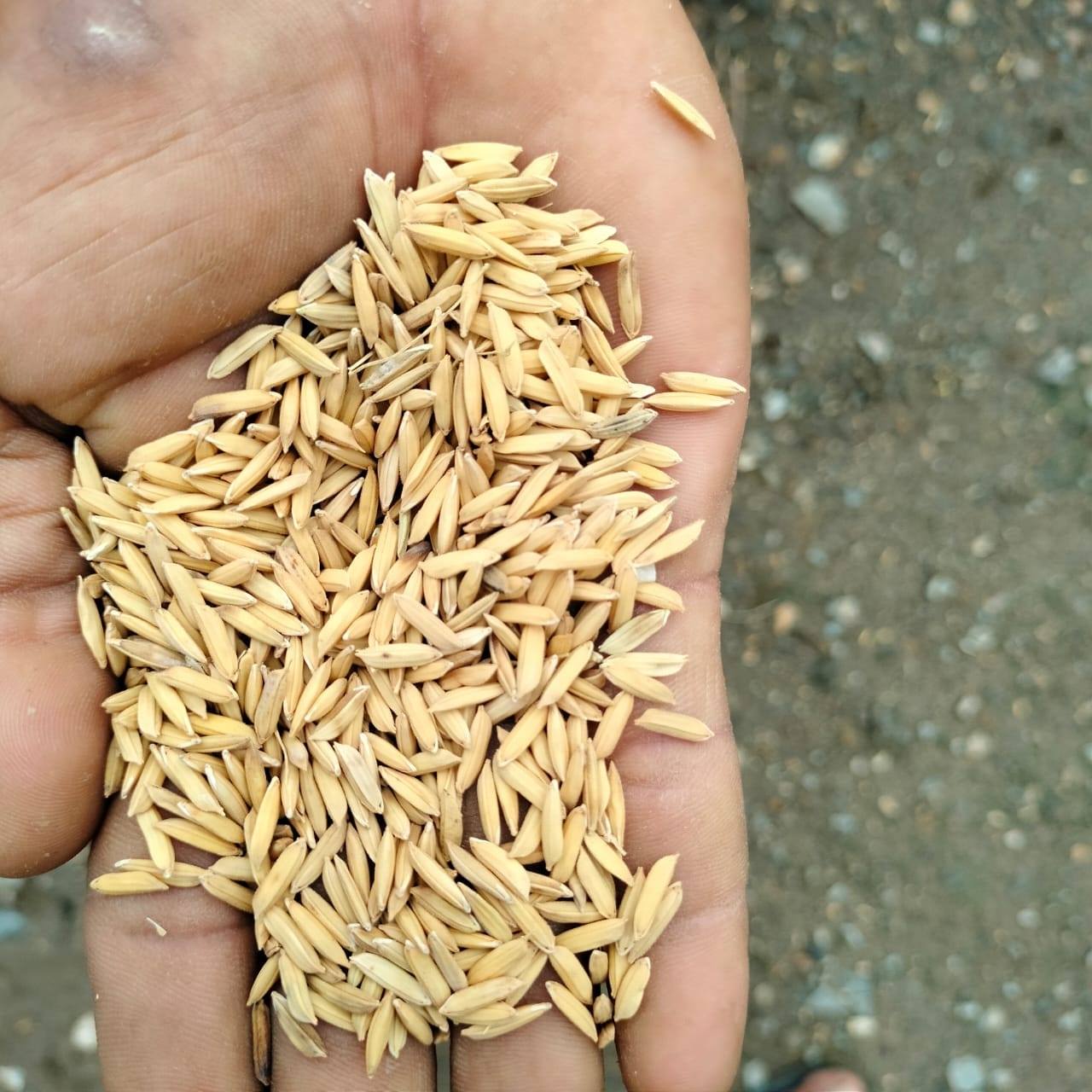Jual beli gabah kering dan basah.