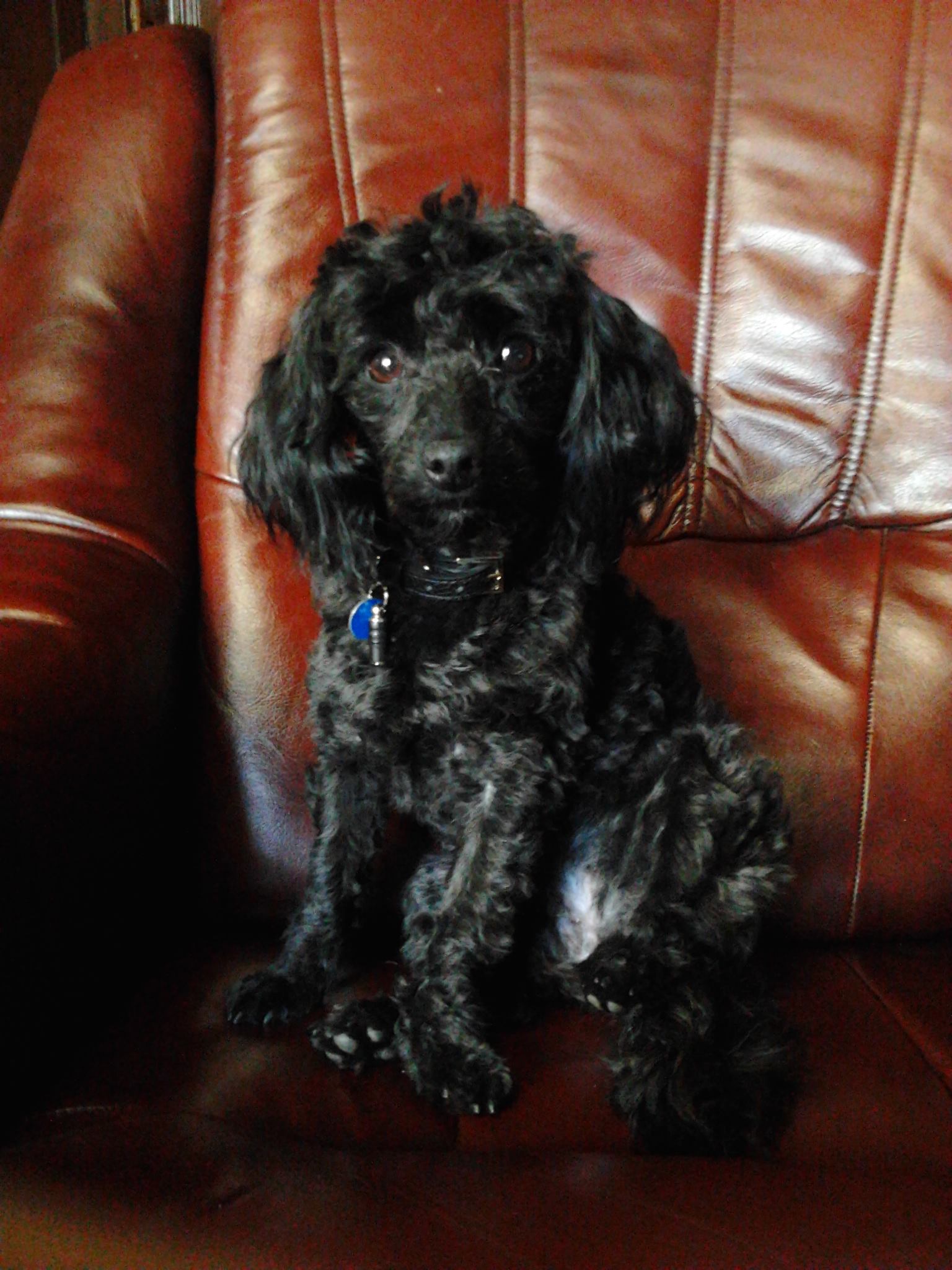 Doglette