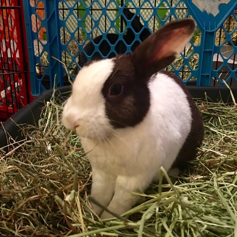 Rabbits of the Last Frontier - We made it to Kodiak! The bunnies did ...