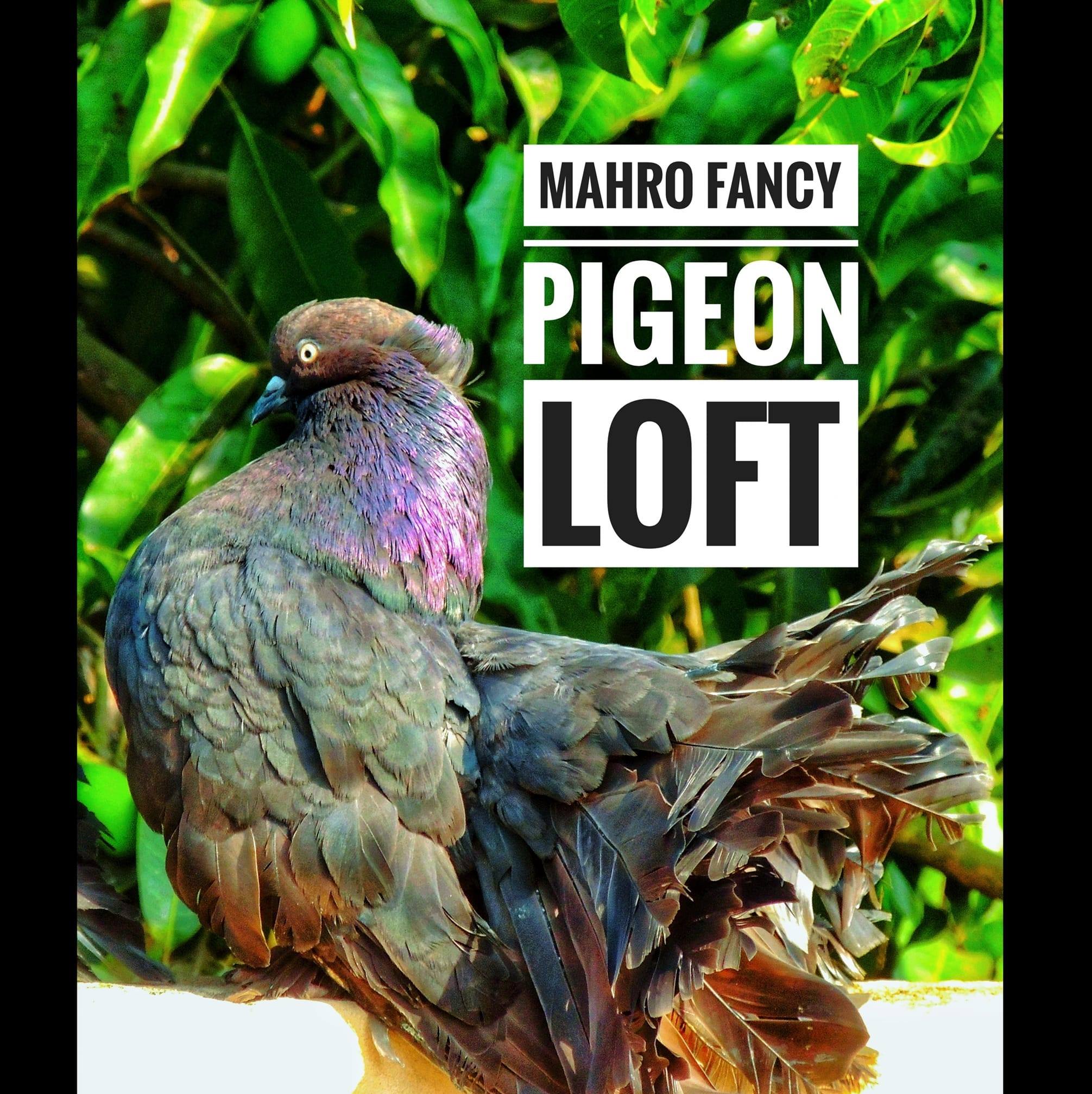 MAHRO FANCY pigeon LOFT