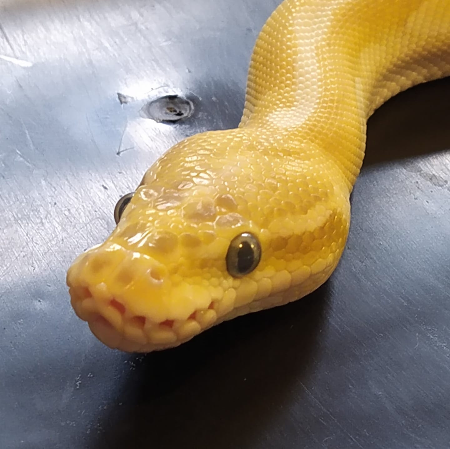Snakes AnD MoRe Snakes