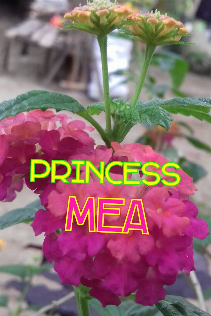 Princess MEA