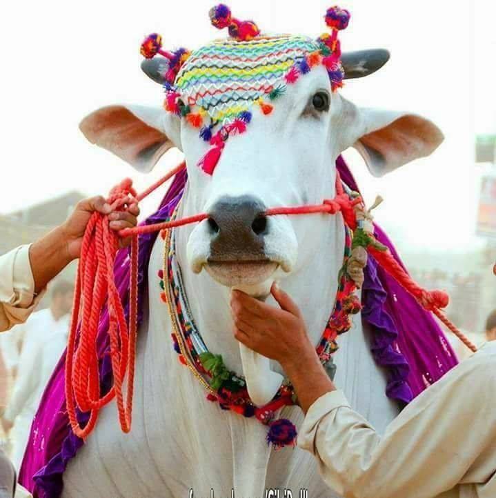 Rind Cattle Farm -Sibi | Sibi