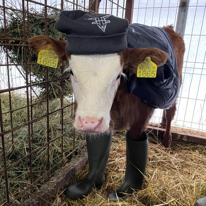 Ecvine și Animale de Rentă FMVB | Bucharest