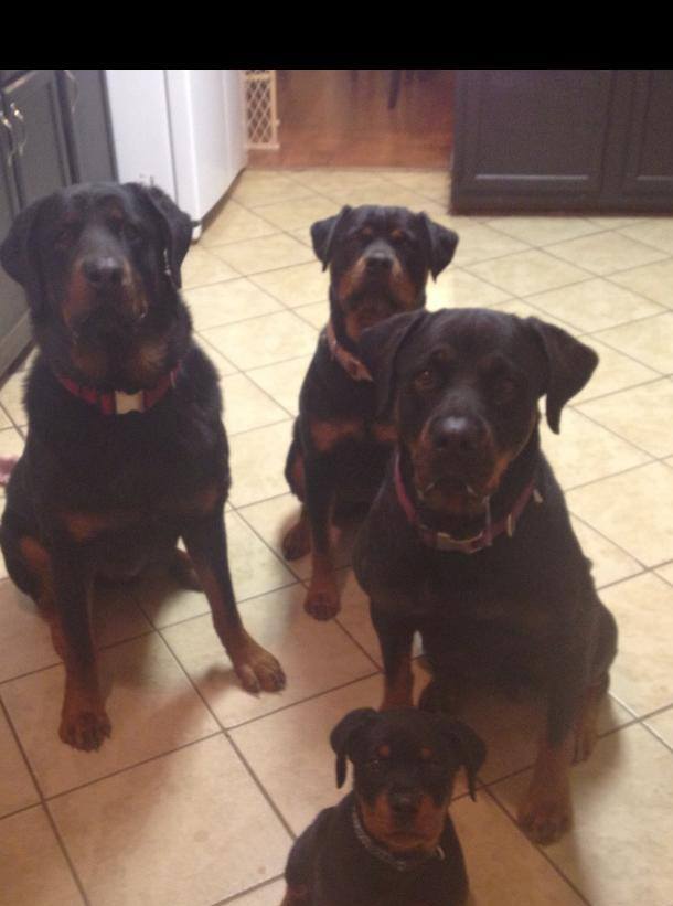 Double Infinity Rottweilers | Summerville SC