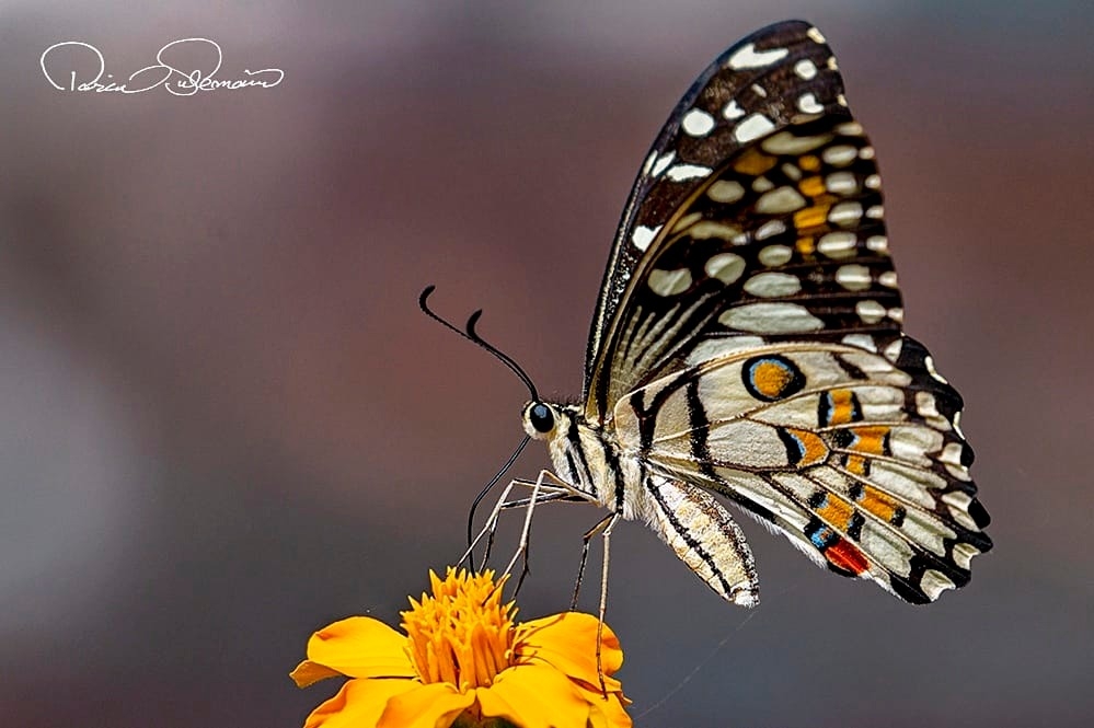 Butterflies - The Painted Meal Moth or Poplar Pyralis (Pyralis pictalis ...