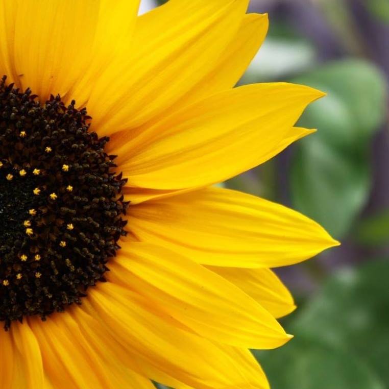 It is time to prepare your bees for the winter. As our garden slows ...