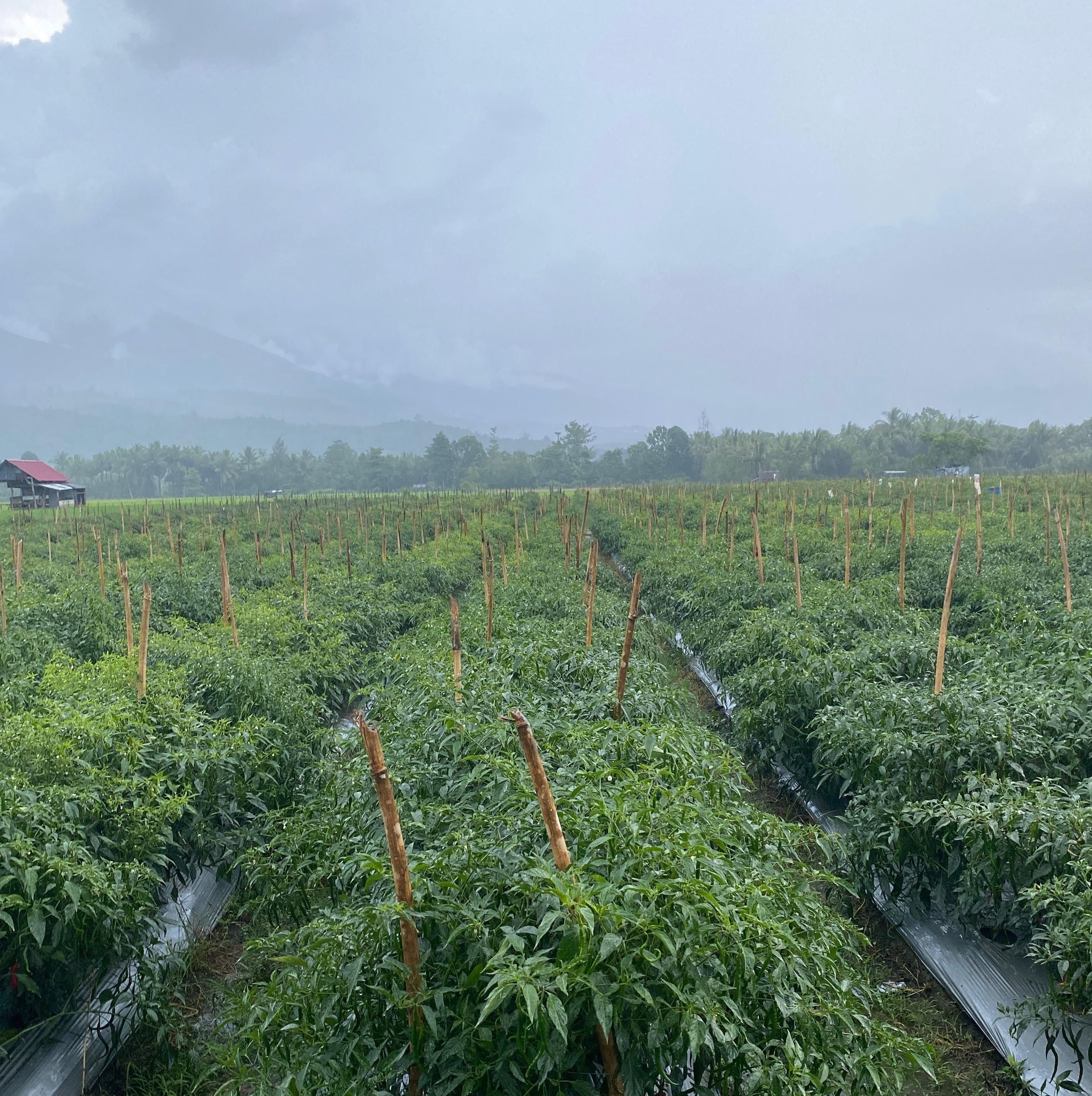 Subaim farm | Subaim
