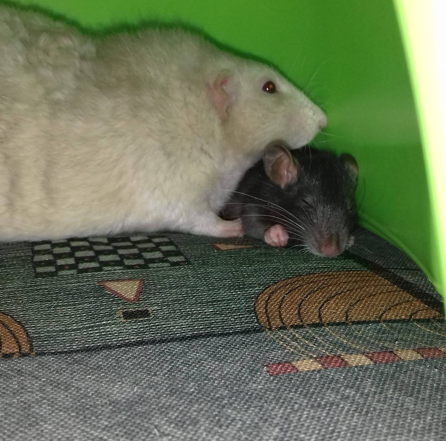 Alexa Rats