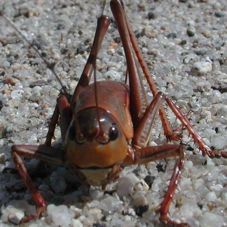 Mormon Crickets - Arlington Oregon