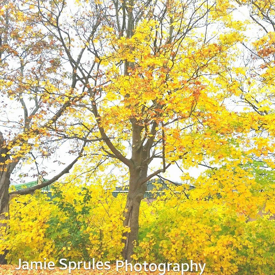 Jamie sprules photography