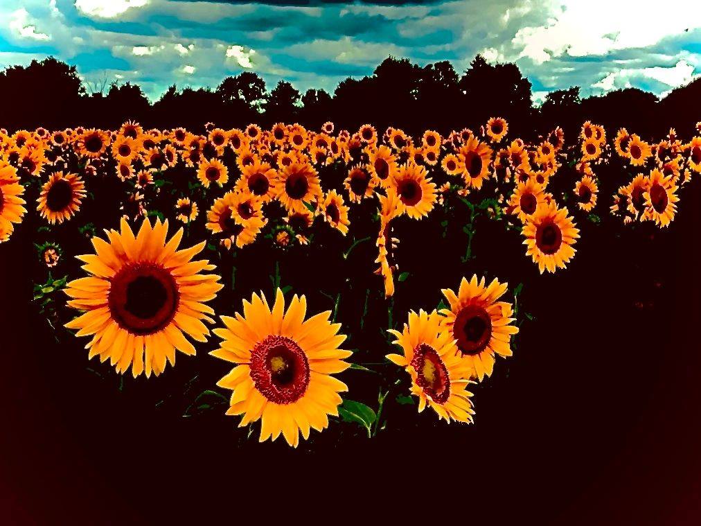 Wagner Farms | Rome NY