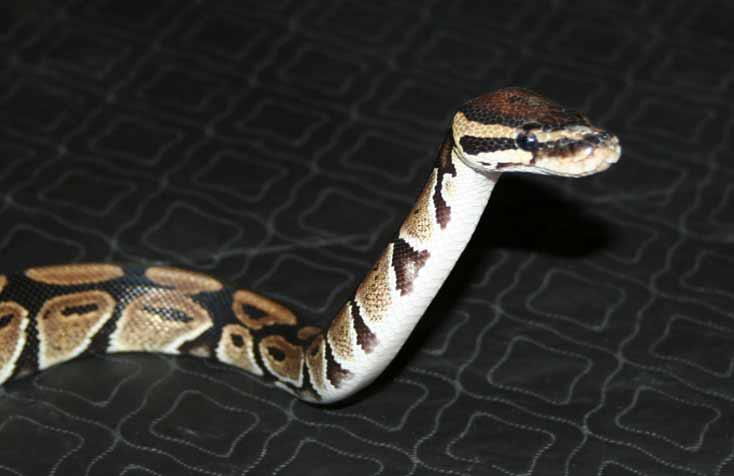 Reptile info uk