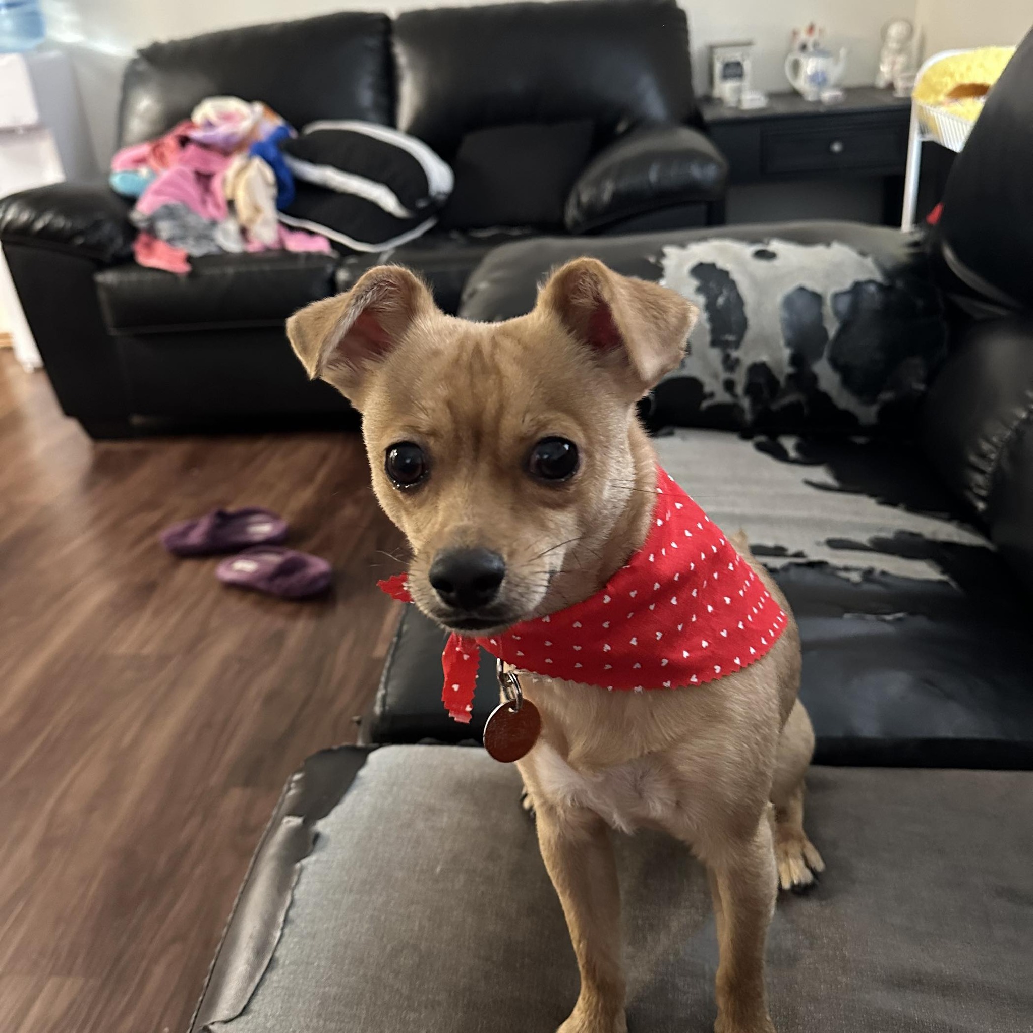 Chihuahua Puppies For Rehoming And Adoption | Facebook