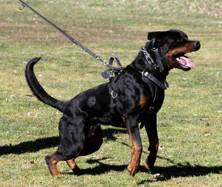 Working Rottweilers