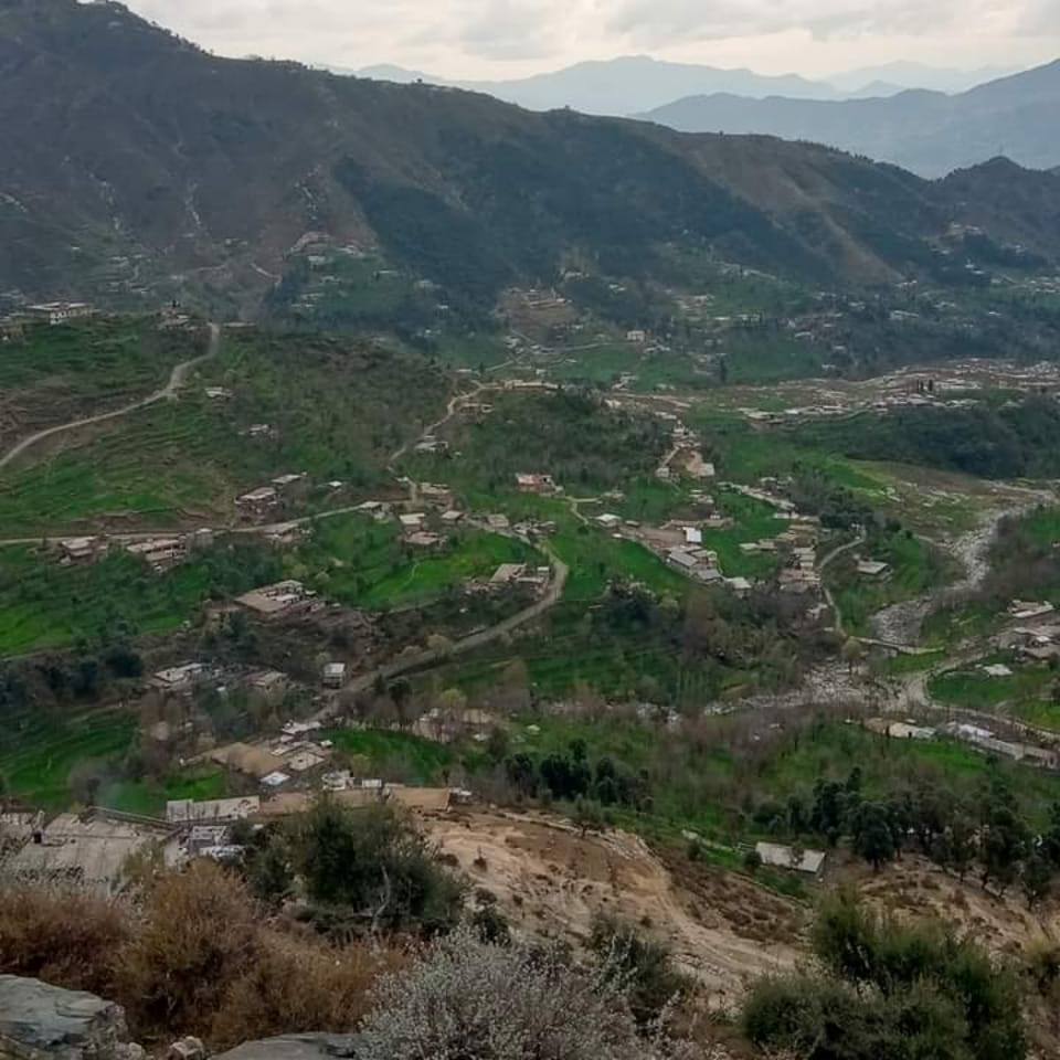 دا مرخنڑو گلونا