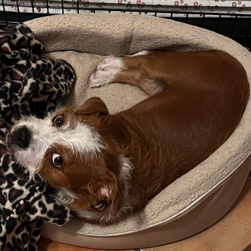 Team SCARS Adoptables - SCARS & PIA’s PAWS | Lake Havasu City AZ