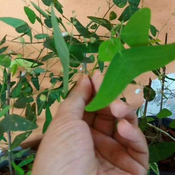 Daun Rerama Asli