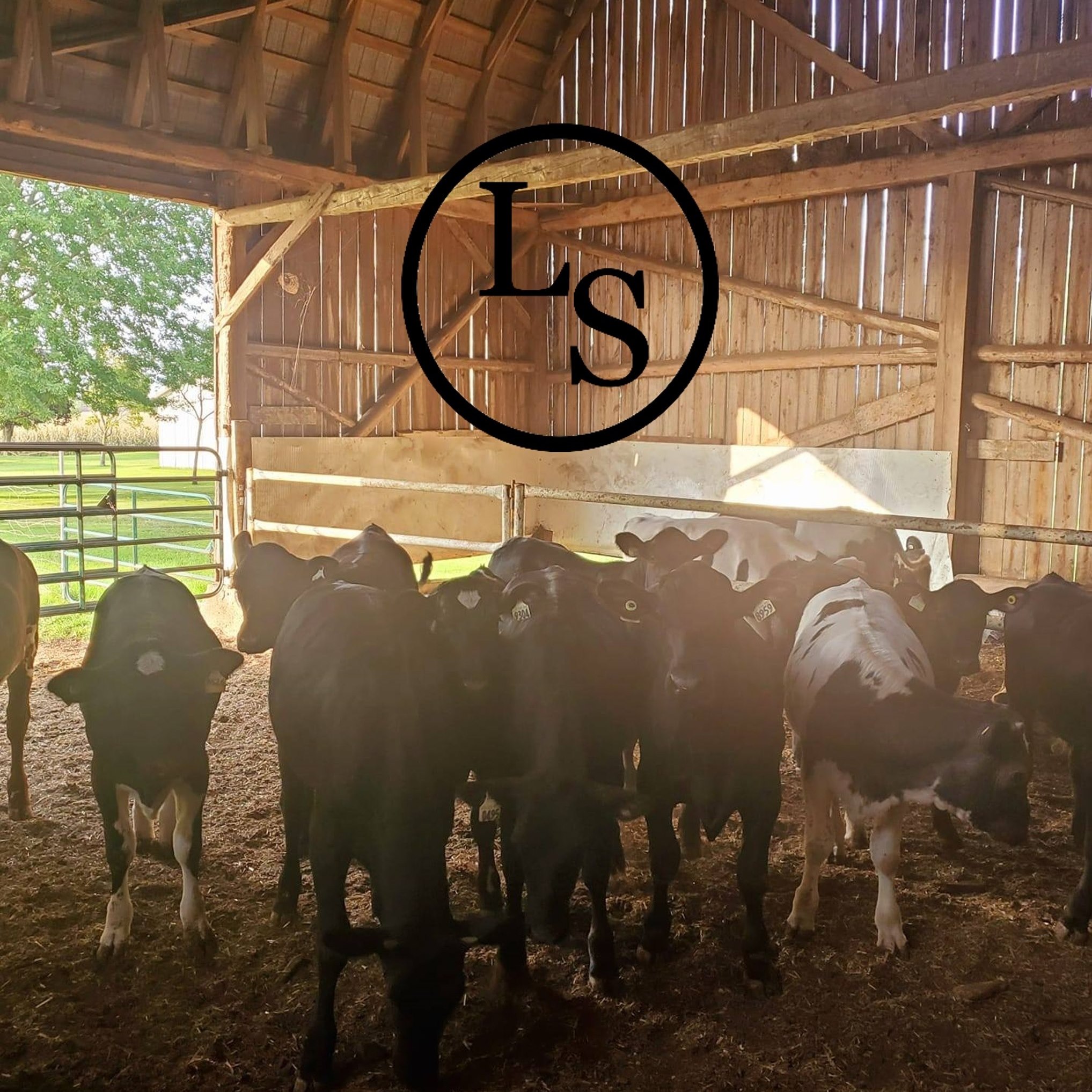 LS RANCH
