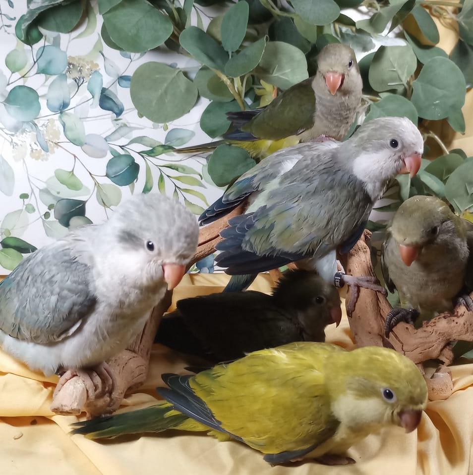 Quaker Parrot | Can anyone tell me what color mutation this baby is ...