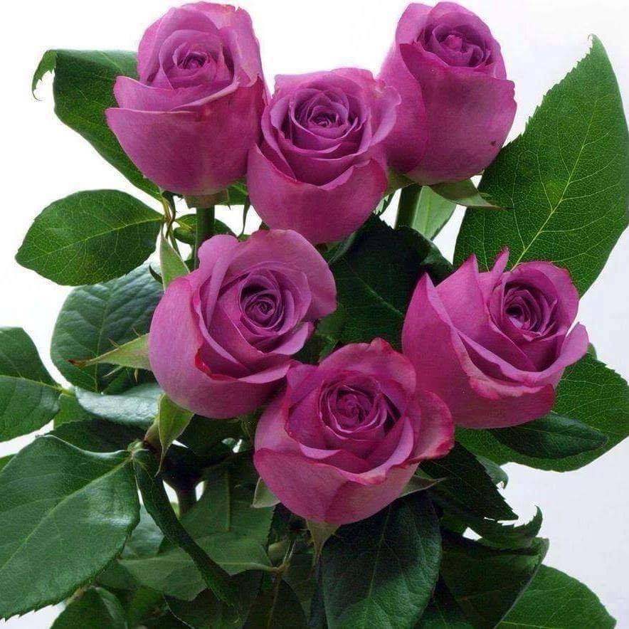 ROSES - 