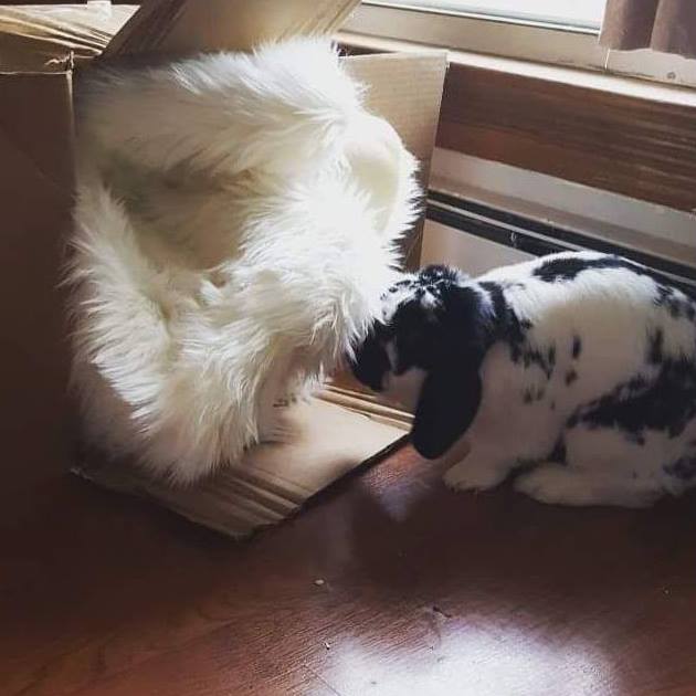 Rorschach