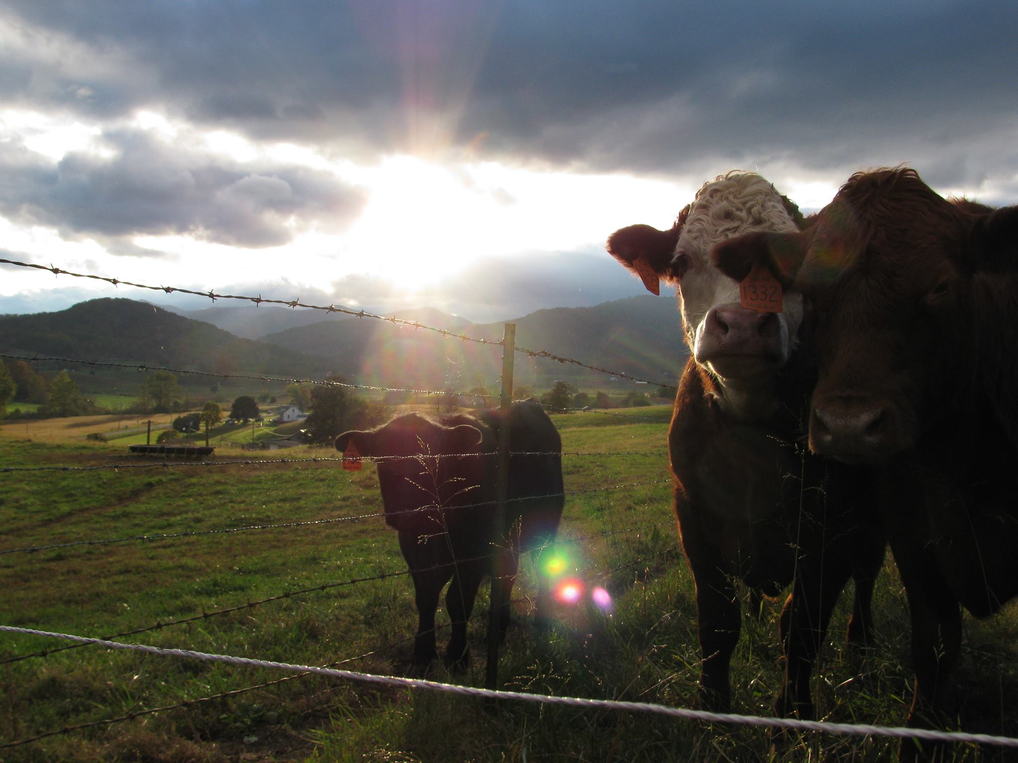 Rider's Backfield Farm Beef