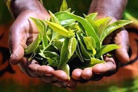 Rosyth Tea Factory | Kegalle