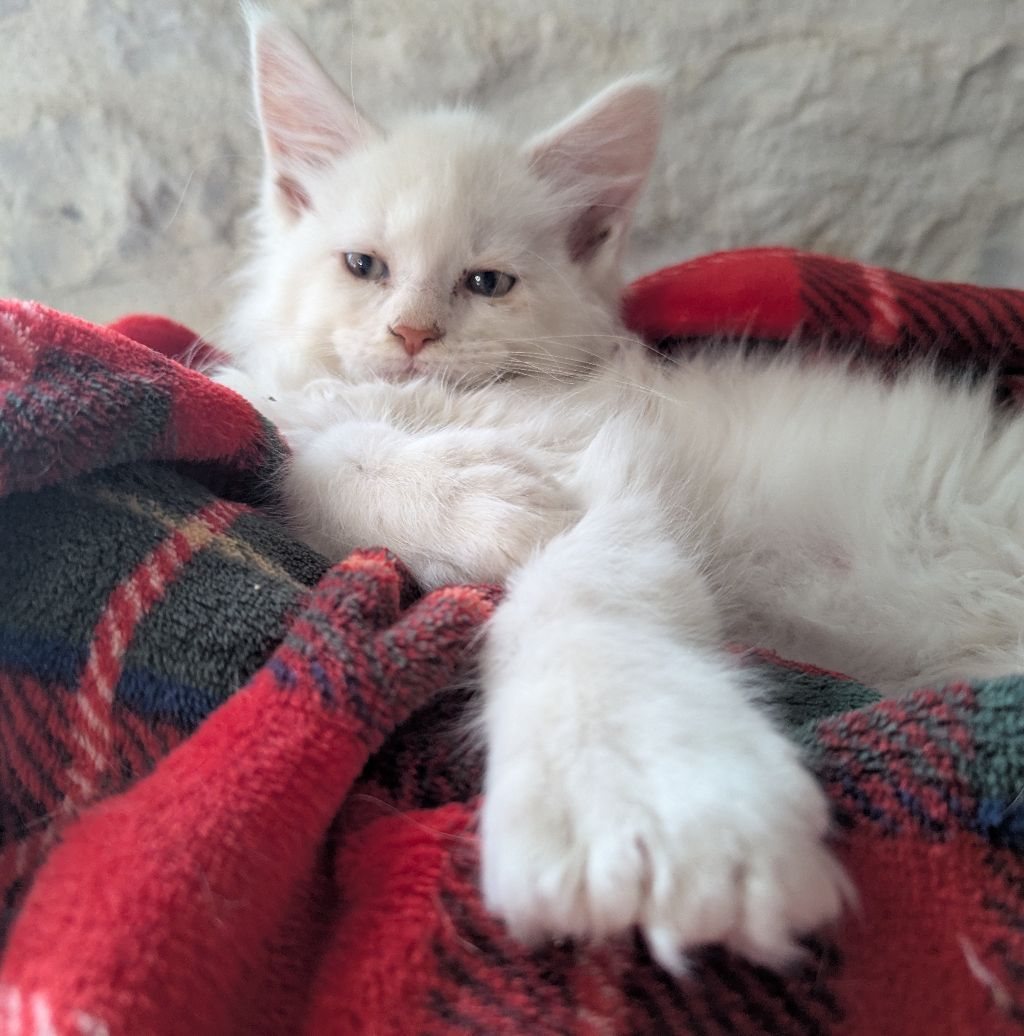 La Chatterie De La Plume : Chatterie De La Plume Sauvage – PKTLTX