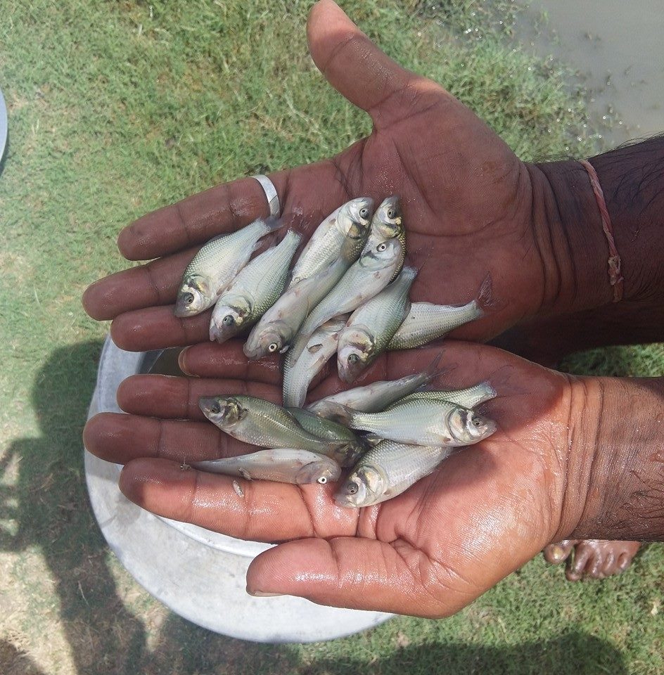 Ashraf fish seed farm | Anand