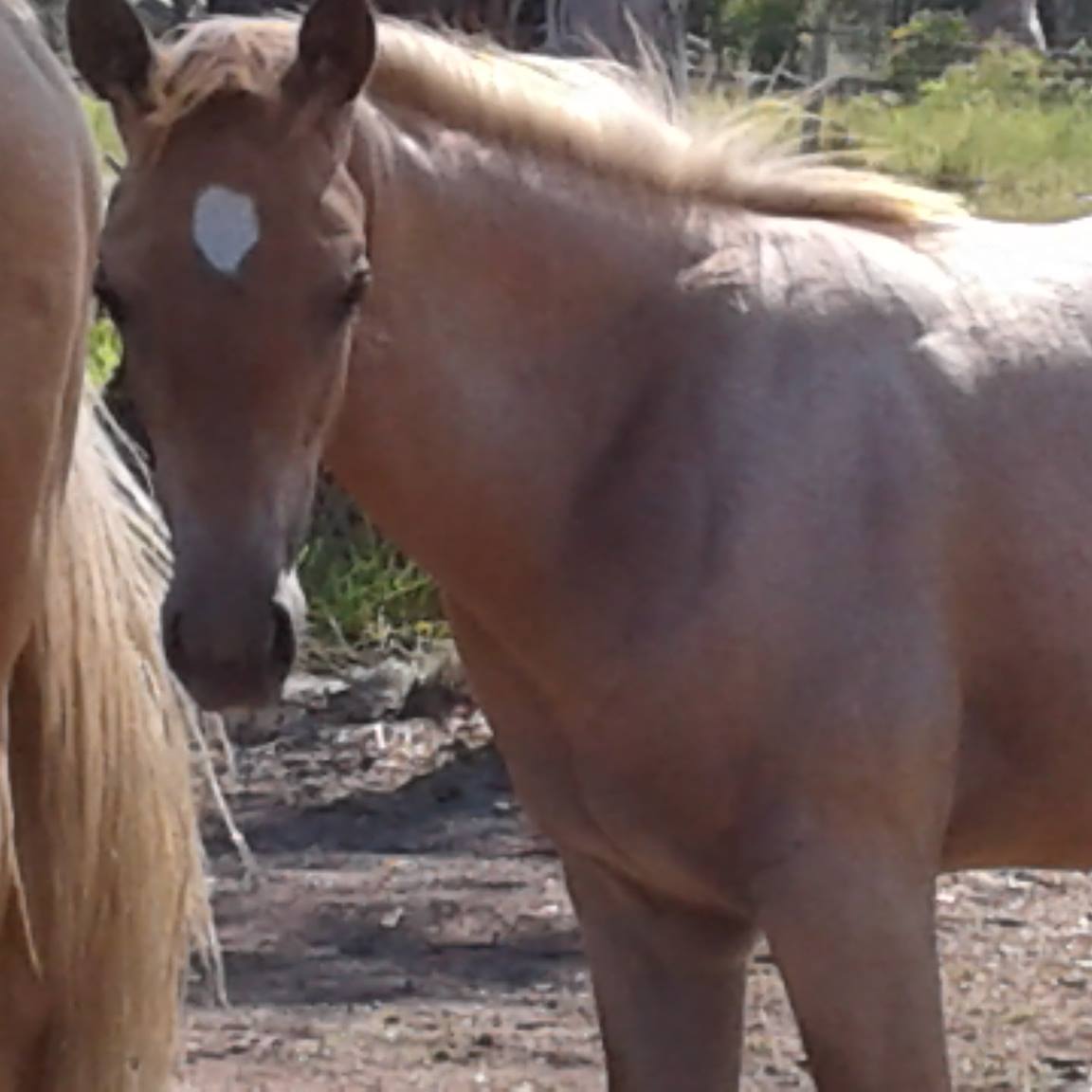 Bloodwood Farm Quarter Horses Swan Bay NSW